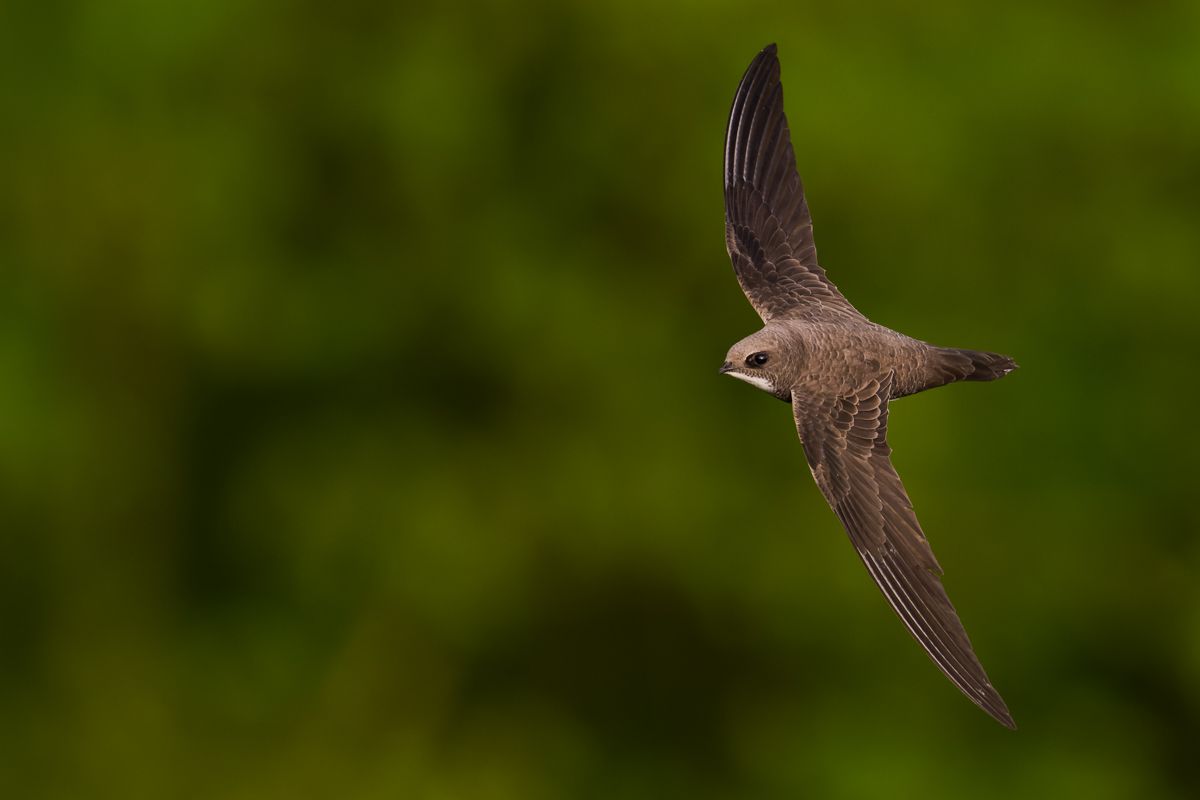 Gallery of swifts and swallows, photographed by nature photographer Nicolas Stettler.