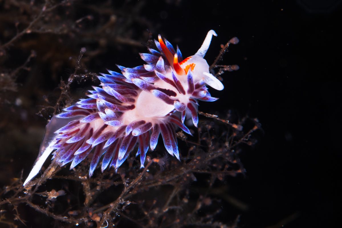 Gallery of fish, photographed by nature photographer Nicolas Stettler.