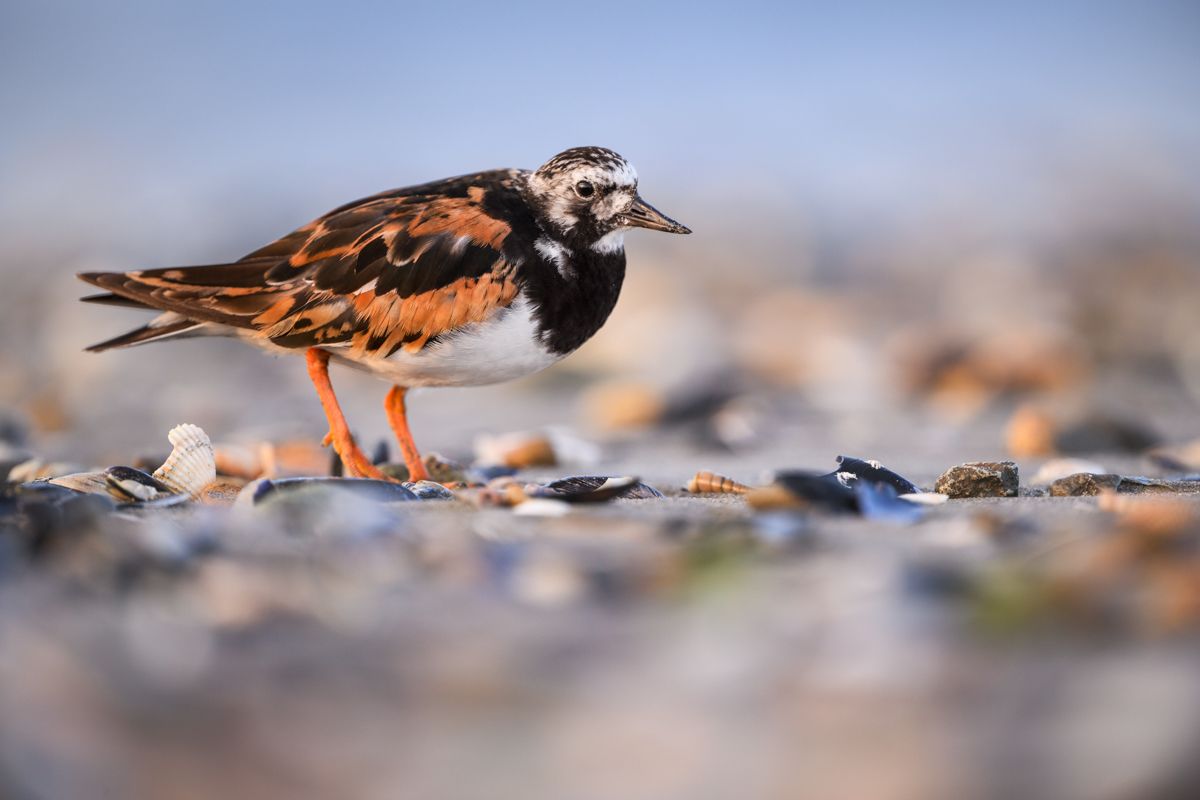 Galerie mit Vogelfotos von Limikolen, fotografiert von Naturfotograf Nicolas Stettler..