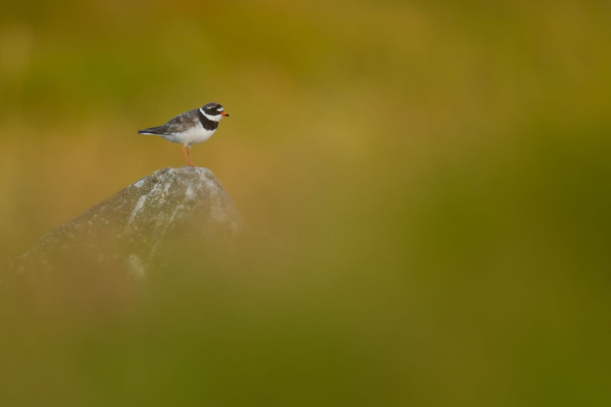 Galerie mit Vogelfotos von Limikolen, fotografiert von Naturfotograf Nicolas Stettler..