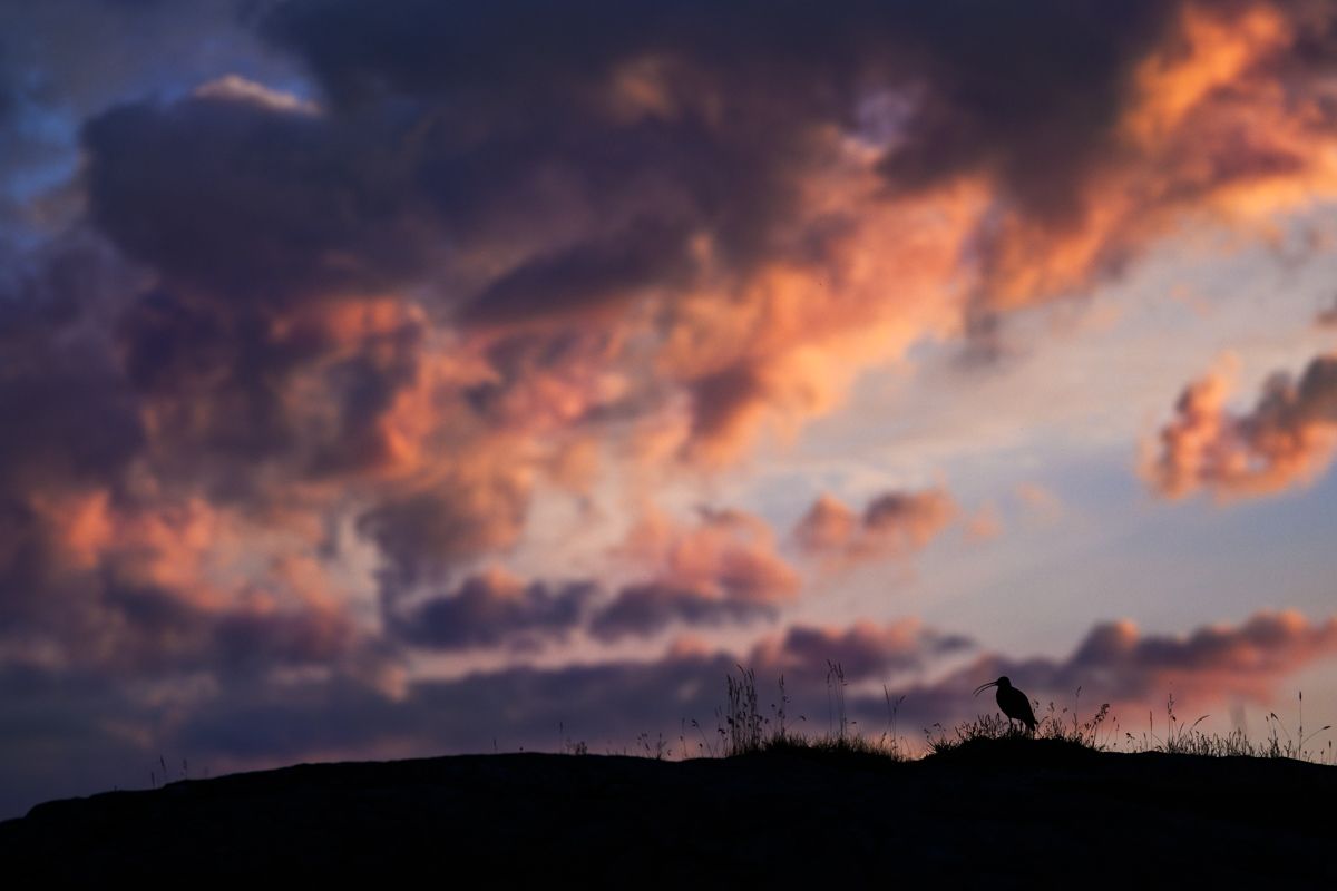 Galerie mit Vogelfotos von Limikolen, fotografiert von Naturfotograf Nicolas Stettler..