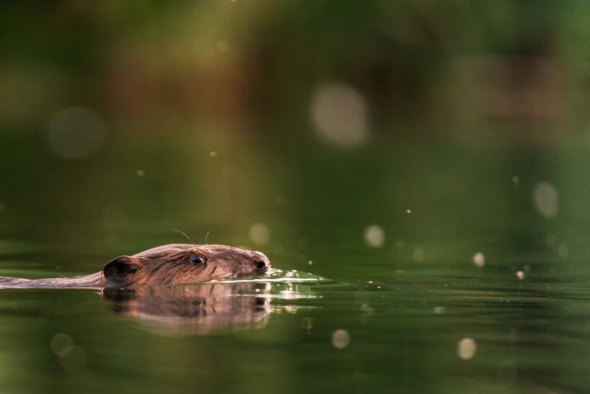 Gallery of fish, photographed by nature photographer Nicolas Stettler.