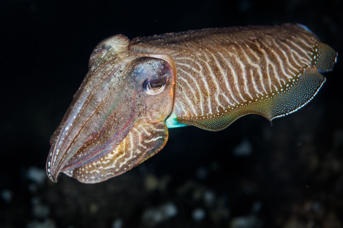 Gallery of fish, photographed by nature photographer Nicolas Stettler.