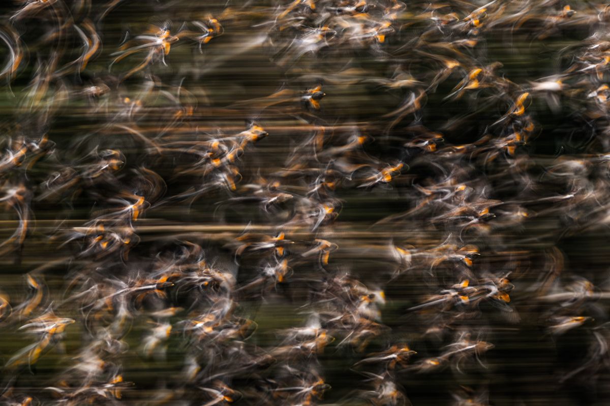 Gallery of songbirds, photographed by nature photographer Nicolas Stettler.