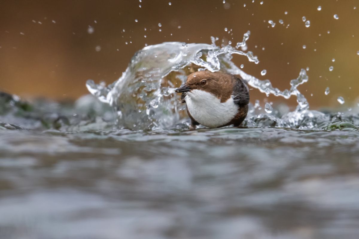 Portfolio von Naturfotograf Nicolas Stettler.