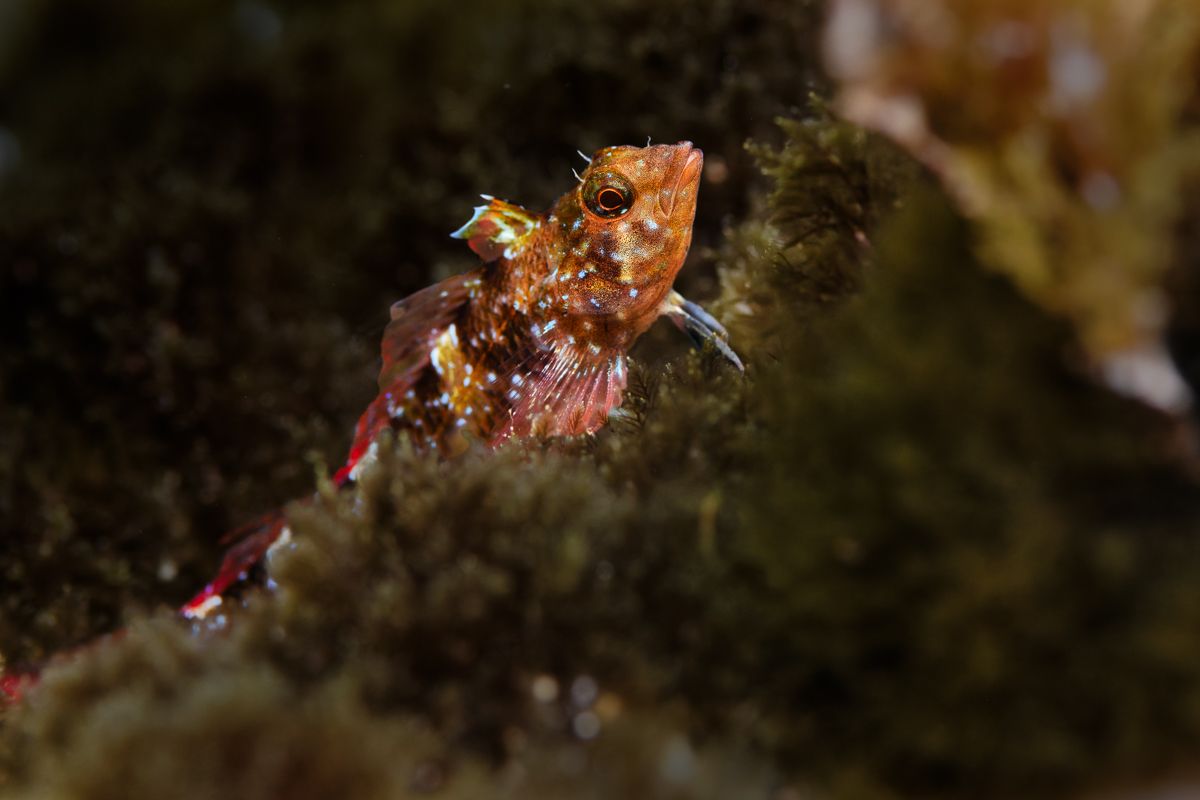 Galerie mit Fotos von Fische, fotografiert von Naturfotograf Nicolas Stettler..