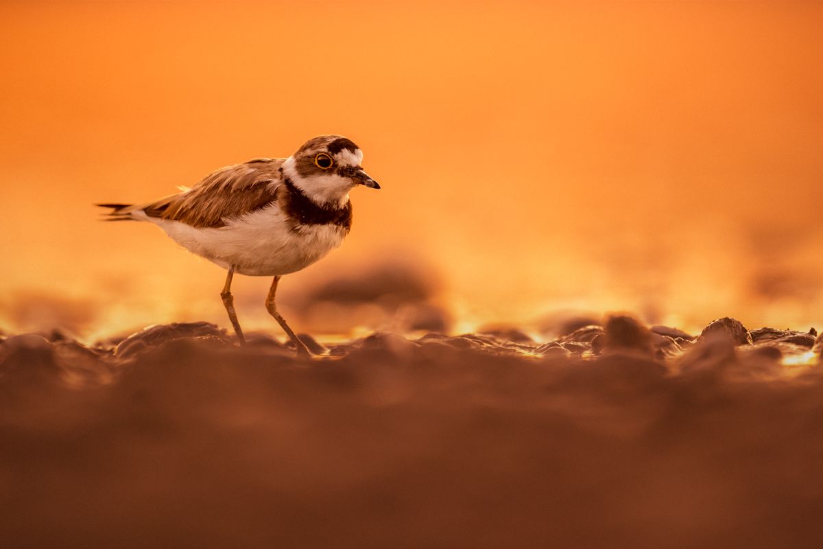 Galerie mit Vogelfotos von Limikolen, fotografiert von Naturfotograf Nicolas Stettler..