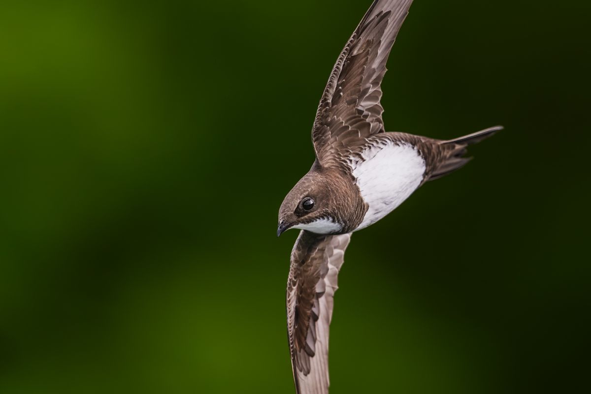 Gallery of swifts and swallows, photographed by nature photographer Nicolas Stettler.