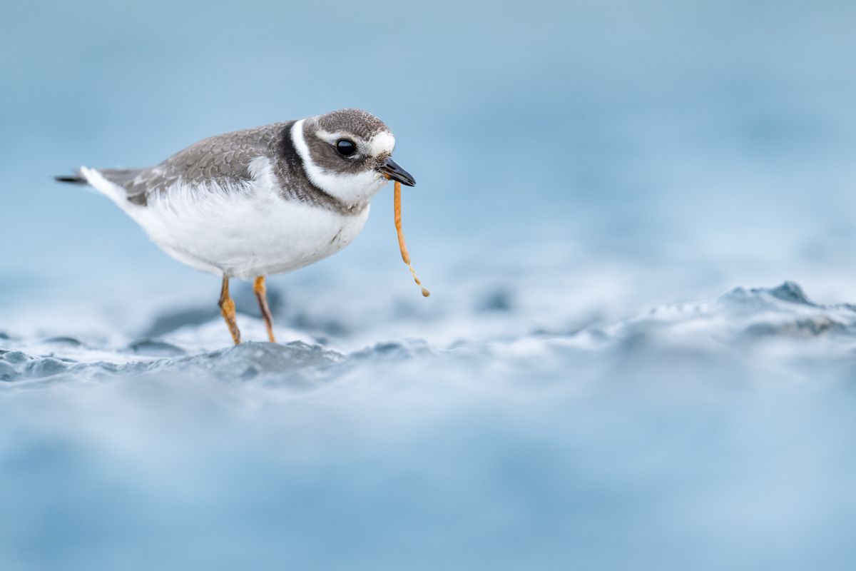 Galerie mit Vogelfotos von Limikolen, fotografiert von Naturfotograf Nicolas Stettler..