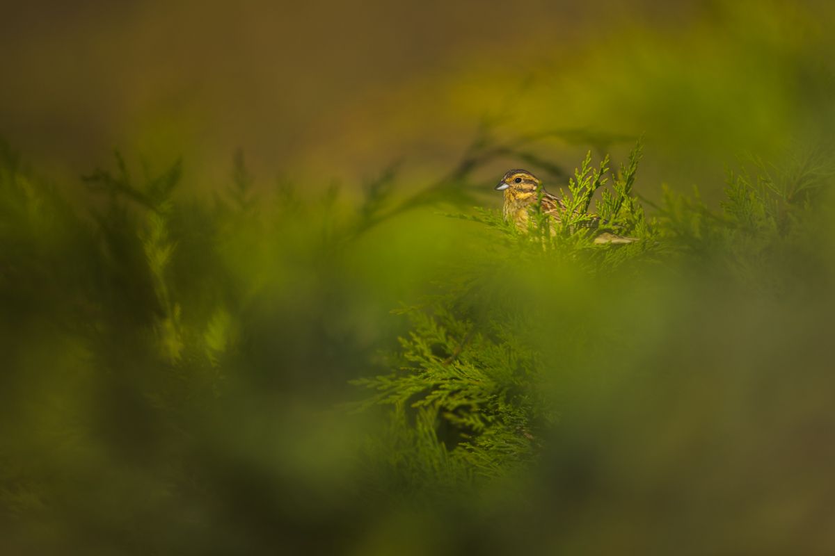 Gallery of songbirds, photographed by nature photographer Nicolas Stettler.