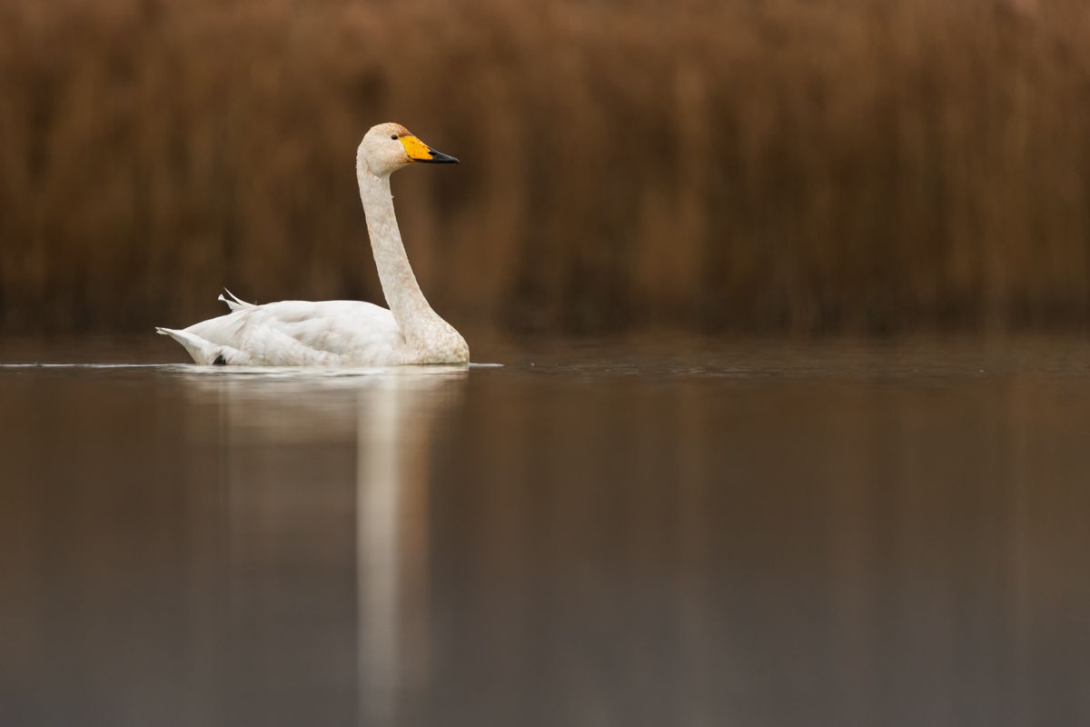 Gallery of water birds images of nature photographer Nicolas Stettler.