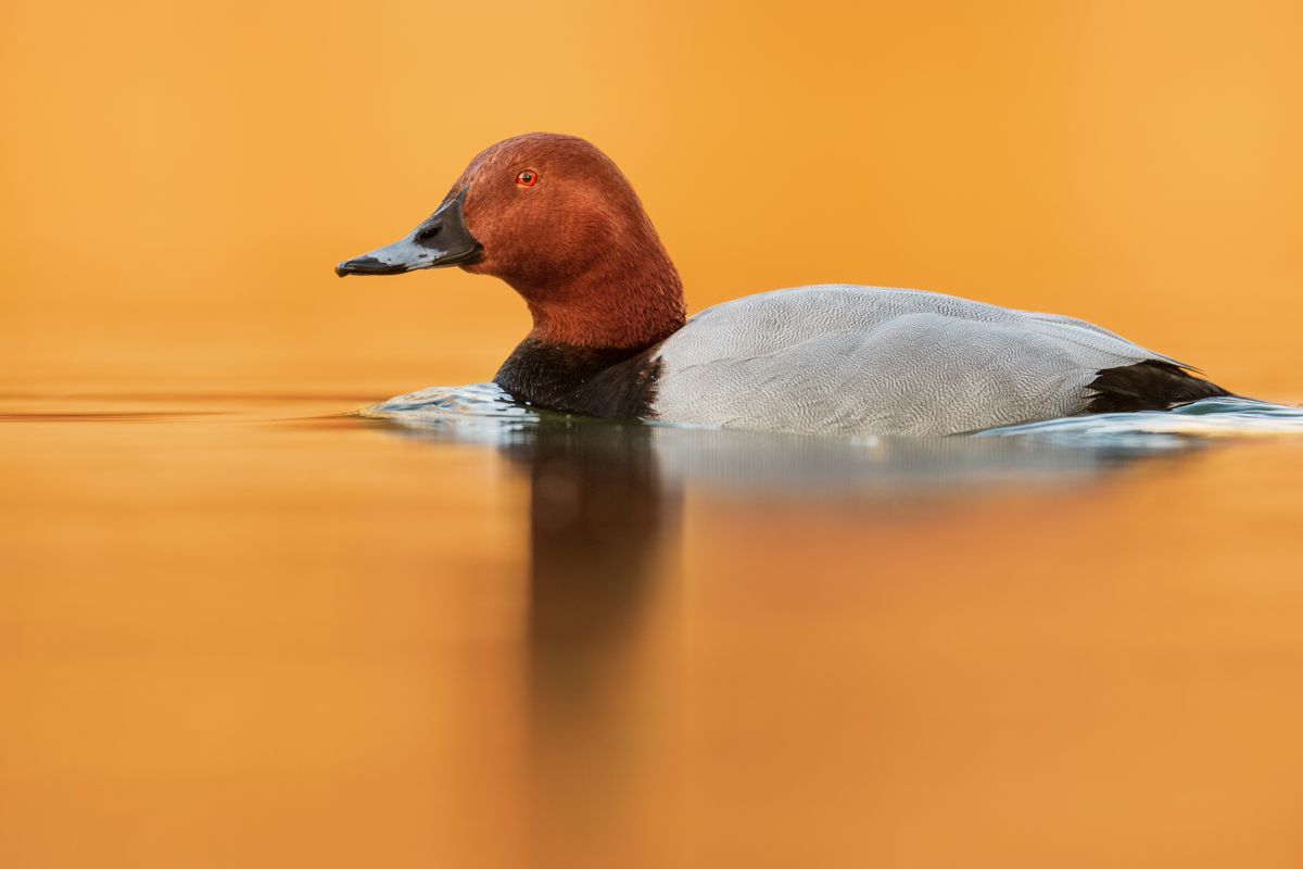 Gallery of water birds images of nature photographer Nicolas Stettler.