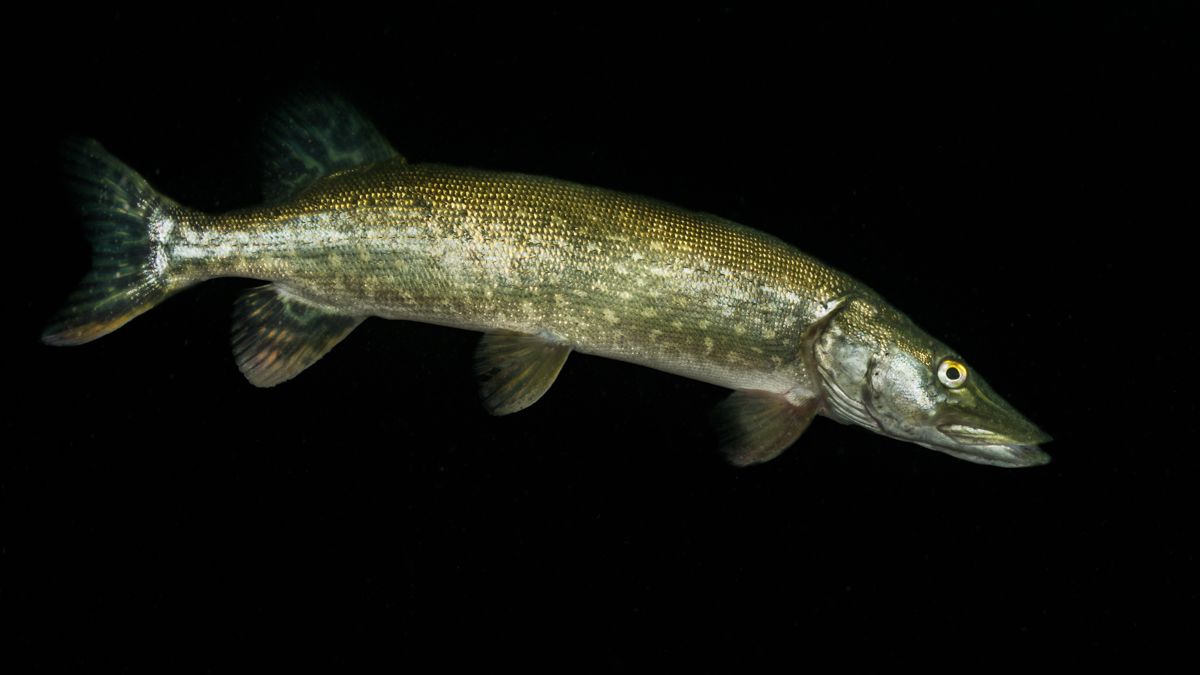 Galerie mit Fotos von Fische, fotografiert von Naturfotograf Nicolas Stettler..