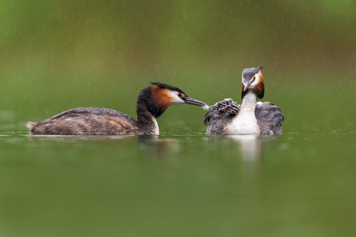 Galerie mit Vogelfotos von Wasservögeln, fotografiert von Naturfotograf Nicolas Stettler..