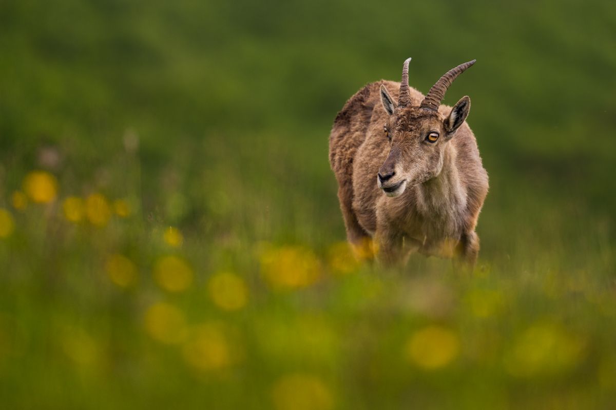 Säugetiere fotografiert von Naturfotograf Nicolas Stettler.