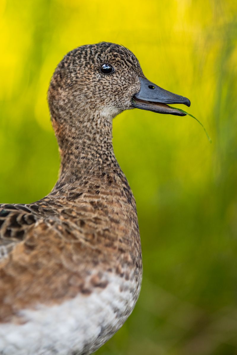 Gallery of water birds images of nature photographer Nicolas Stettler.