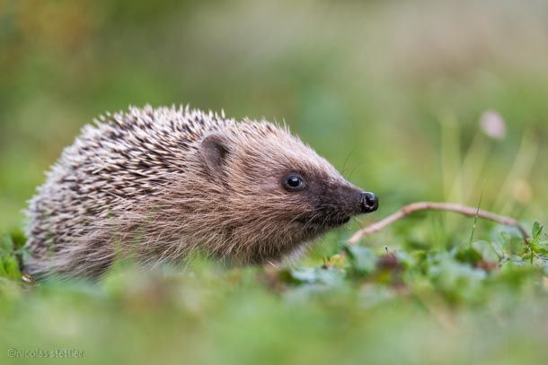 The image of the hedgehog edited with Lightroom