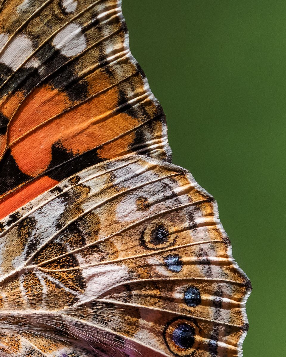 Gallery of macro images of nature photographer Nicolas Stettler.