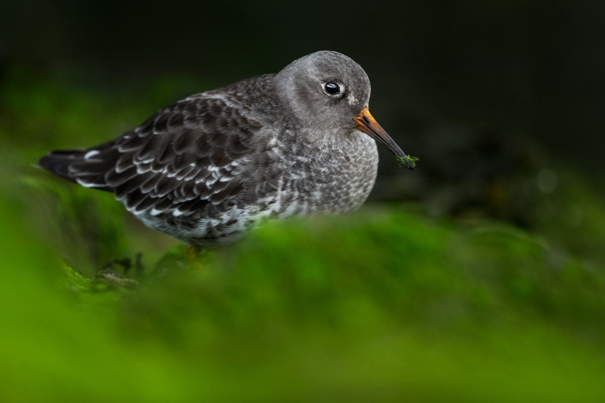 Galerie mit Vogelfotos von Limikolen, fotografiert von Naturfotograf Nicolas Stettler..