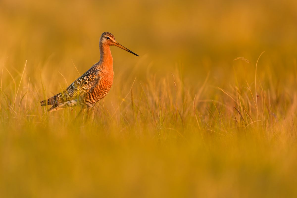 Galerie mit Vogelfotos von Limikolen, fotografiert von Naturfotograf Nicolas Stettler..