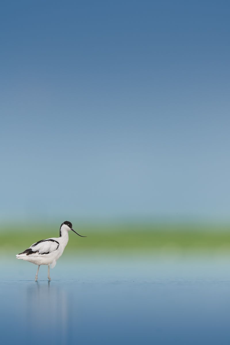 Galerie mit Vogelfotos von Limikolen, fotografiert von Naturfotograf Nicolas Stettler..