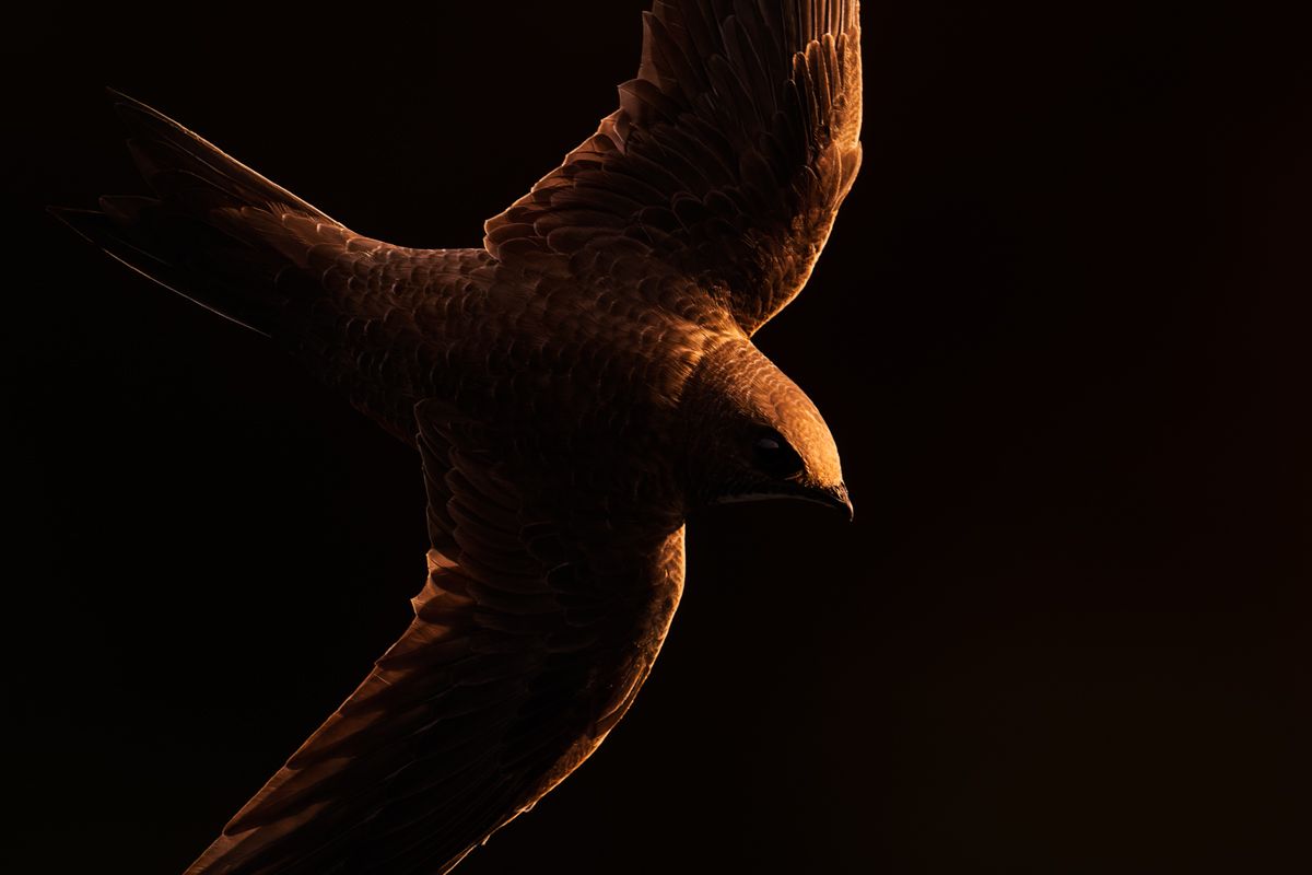 Gallery of swifts and swallows, photographed by nature photographer Nicolas Stettler.