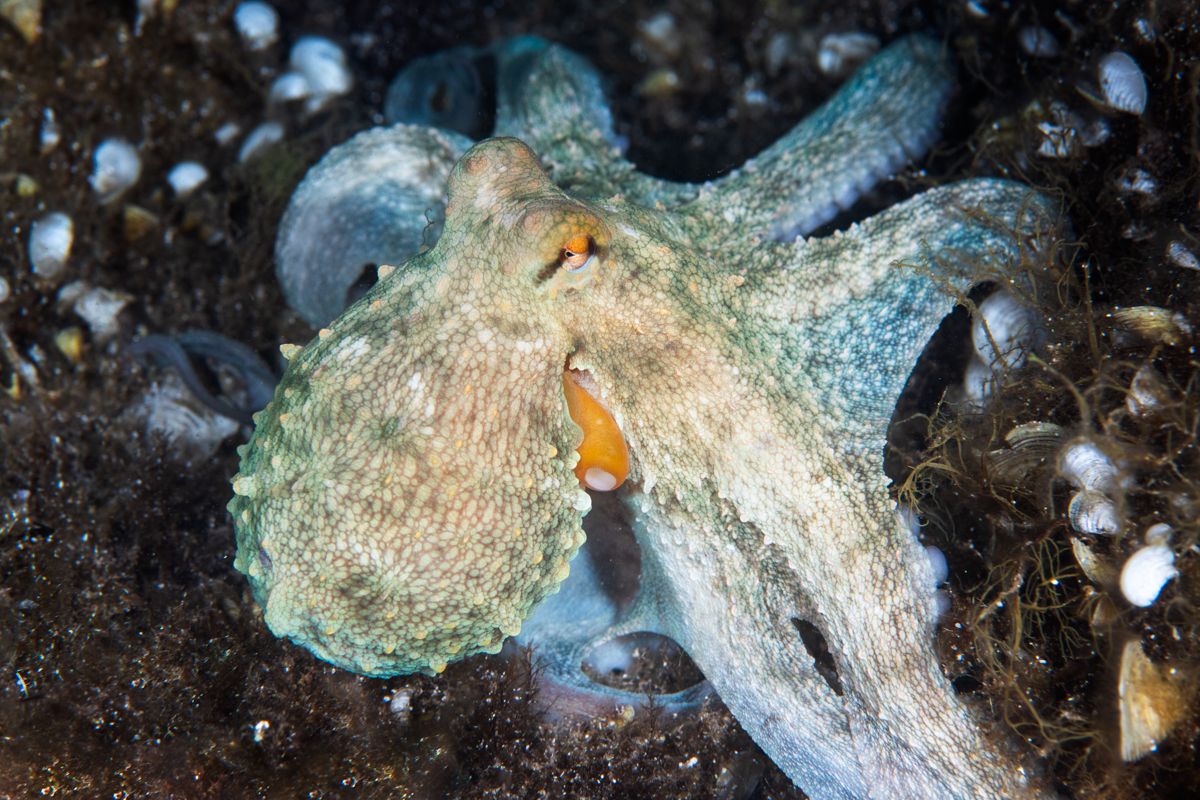 Galerie mit Fotos von Fische, fotografiert von Naturfotograf Nicolas Stettler..