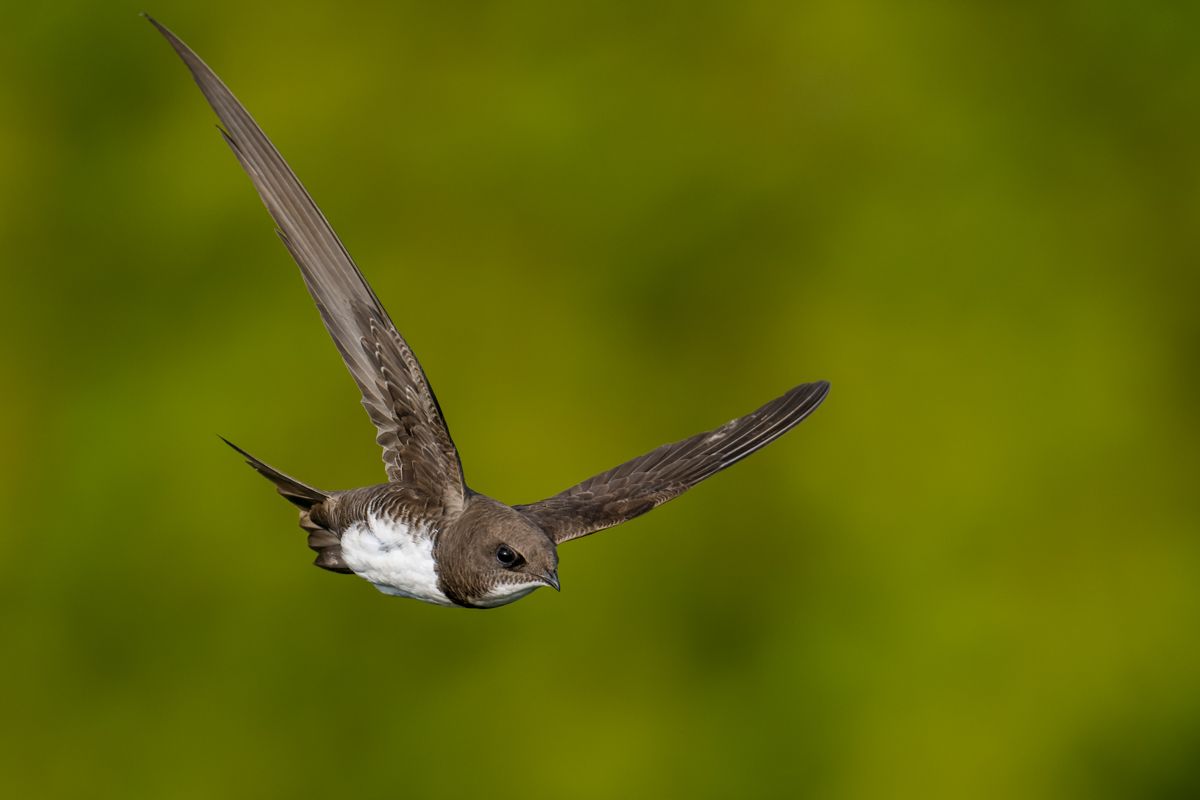 Gallery of swifts and swallows, photographed by nature photographer Nicolas Stettler.