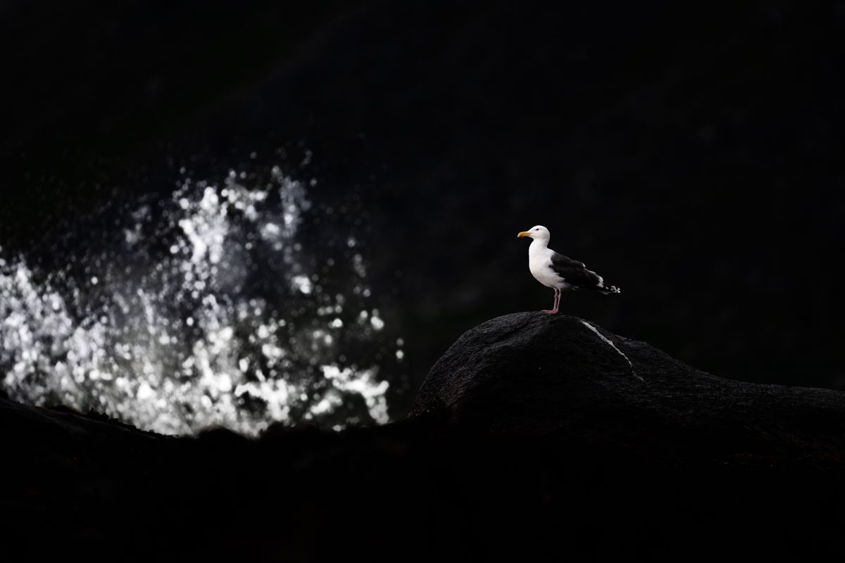 Portfolio von Naturfotograf Nicolas Stettler.