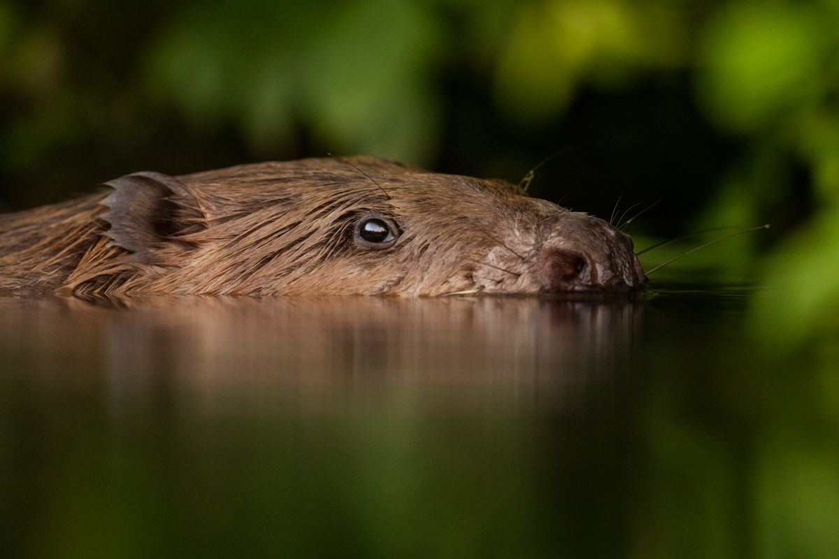 Gallery of fish, photographed by nature photographer Nicolas Stettler.