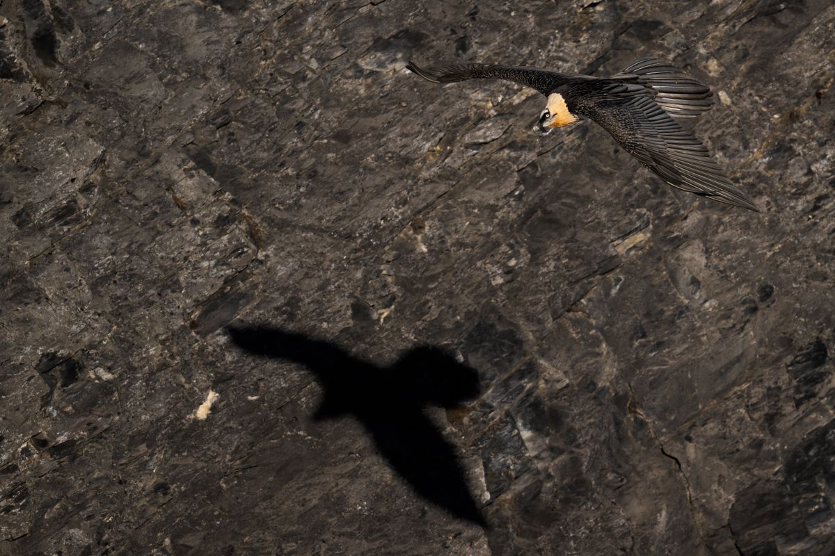 Gallery of raptor images of nature photographer Nicolas Stettler.