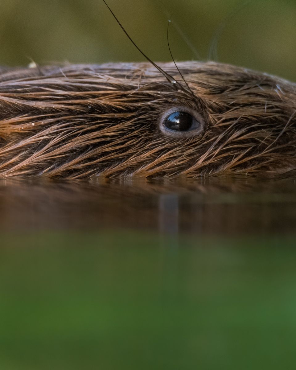 Gallery of fish, photographed by nature photographer Nicolas Stettler.