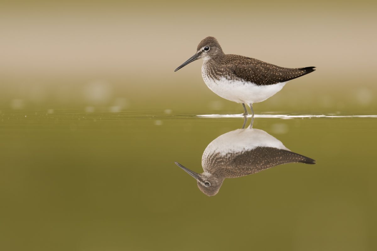 Galerie mit Vogelfotos von Limikolen, fotografiert von Naturfotograf Nicolas Stettler..