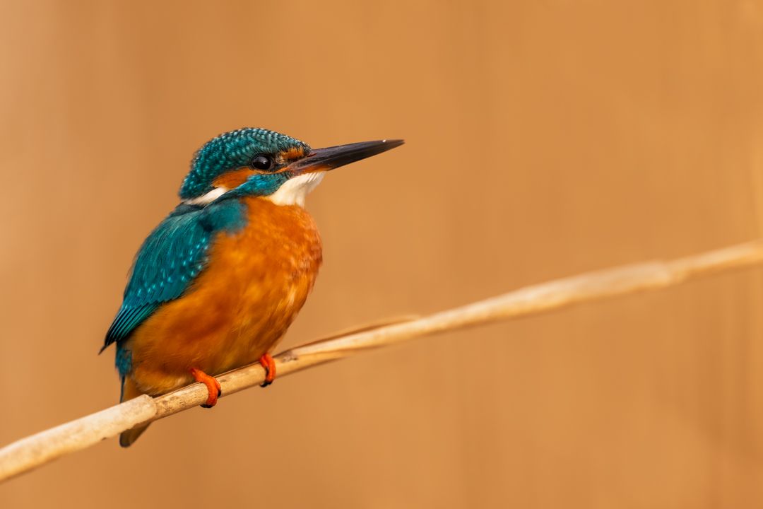 Tierfotos Beispiele mit der Nikon Z9 und dem 400mm 2.8.