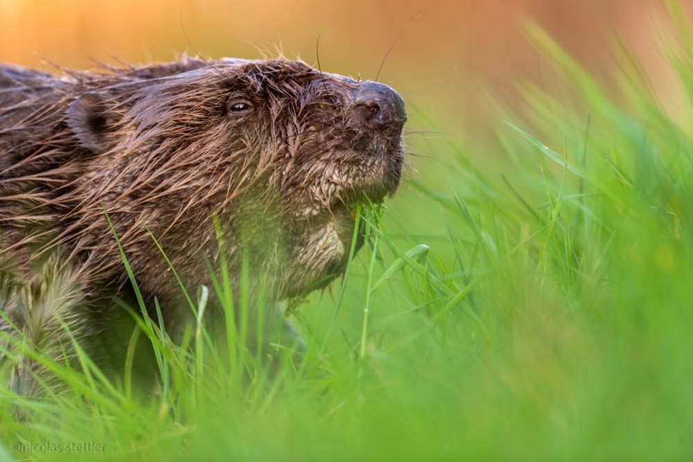 A beaver eating grass.