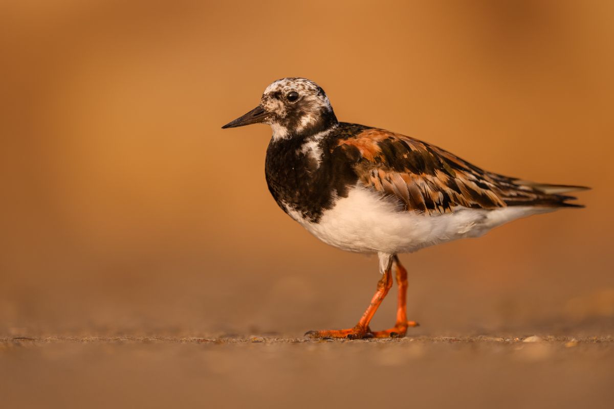 Galerie mit Vogelfotos von Limikolen, fotografiert von Naturfotograf Nicolas Stettler..