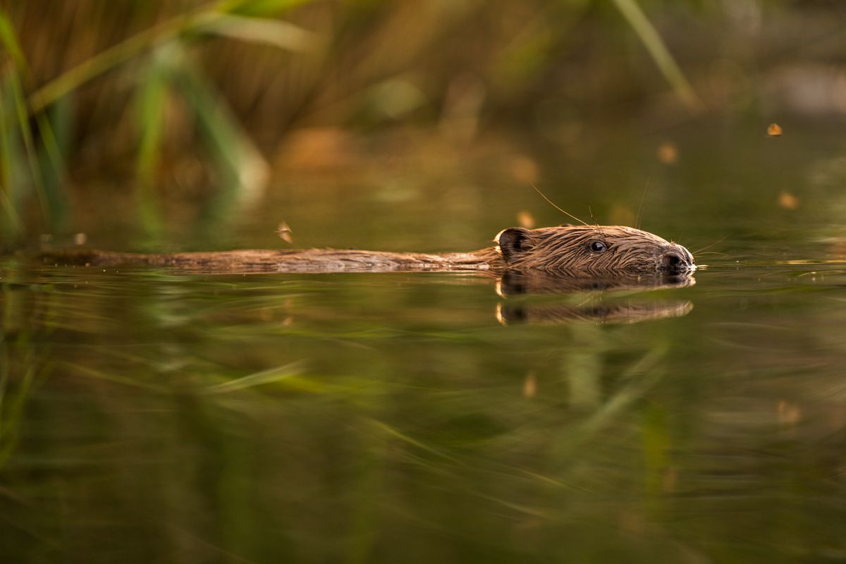 Gallery of fish, photographed by nature photographer Nicolas Stettler.