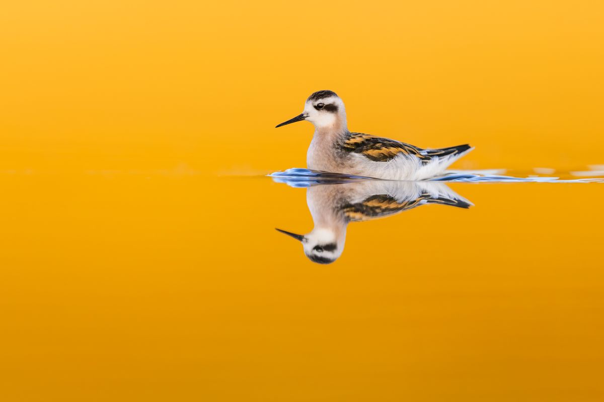 Gallery of water birds images of nature photographer Nicolas Stettler.