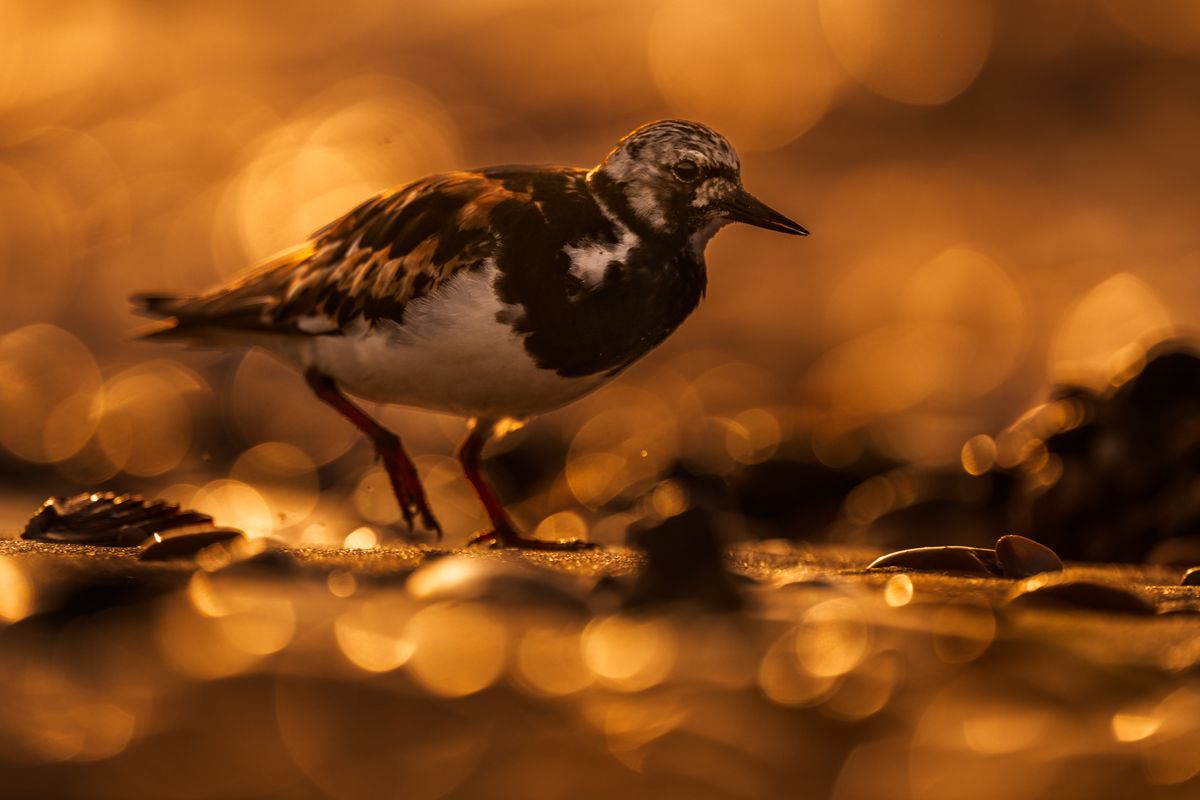 Galerie mit Vogelfotos von Limikolen, fotografiert von Naturfotograf Nicolas Stettler..