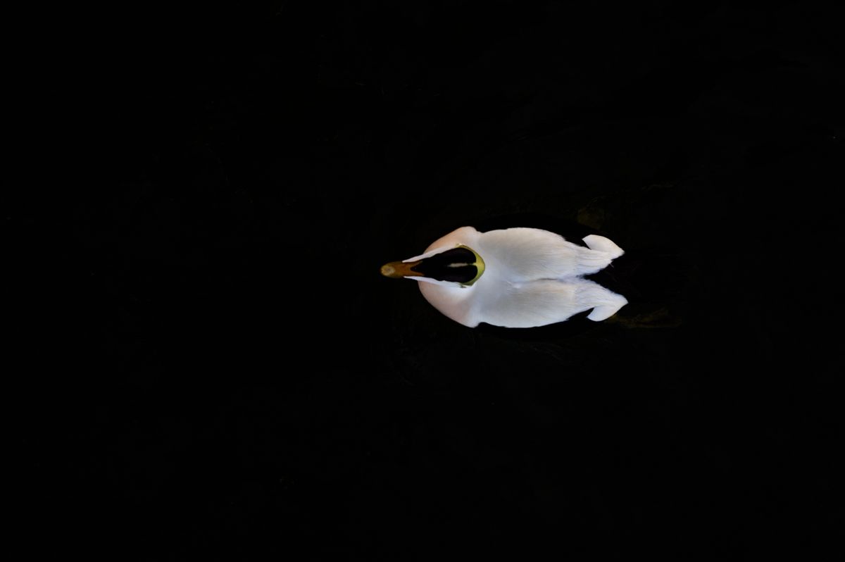 Portfolio von Naturfotograf Nicolas Stettler.