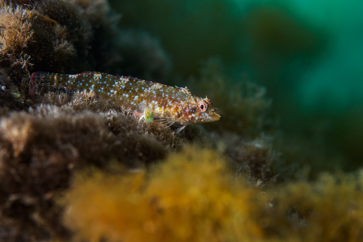 Gallery of fish, photographed by nature photographer Nicolas Stettler.