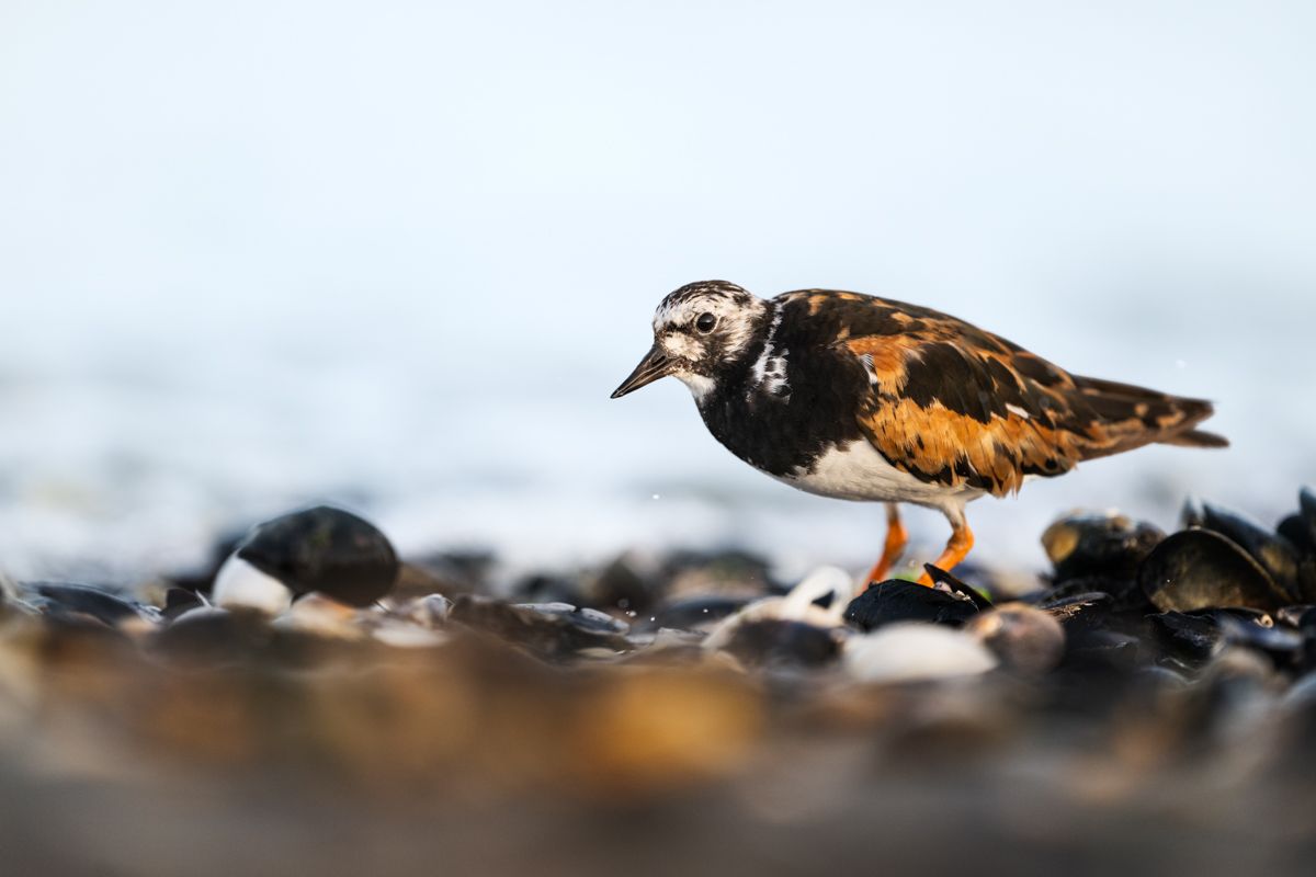 Galerie mit Vogelfotos von Limikolen, fotografiert von Naturfotograf Nicolas Stettler..