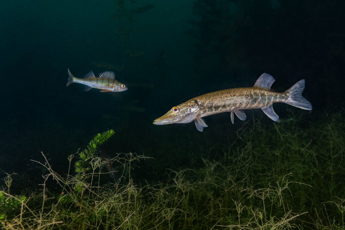 Galerie mit Fotos von Fische, fotografiert von Naturfotograf Nicolas Stettler..