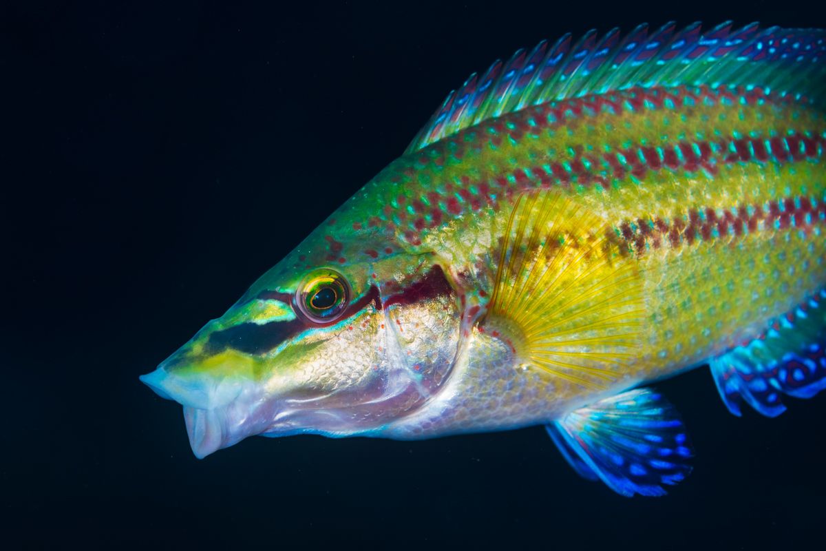 Galerie mit Fotos von Fische, fotografiert von Naturfotograf Nicolas Stettler..