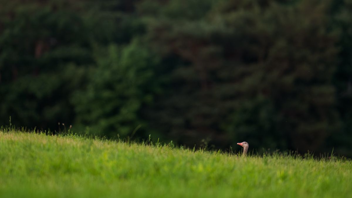 Galerie mit Vogelfotos von Wasservögeln, fotografiert von Naturfotograf Nicolas Stettler..