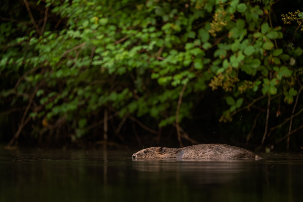 Gallery of fish, photographed by nature photographer Nicolas Stettler.