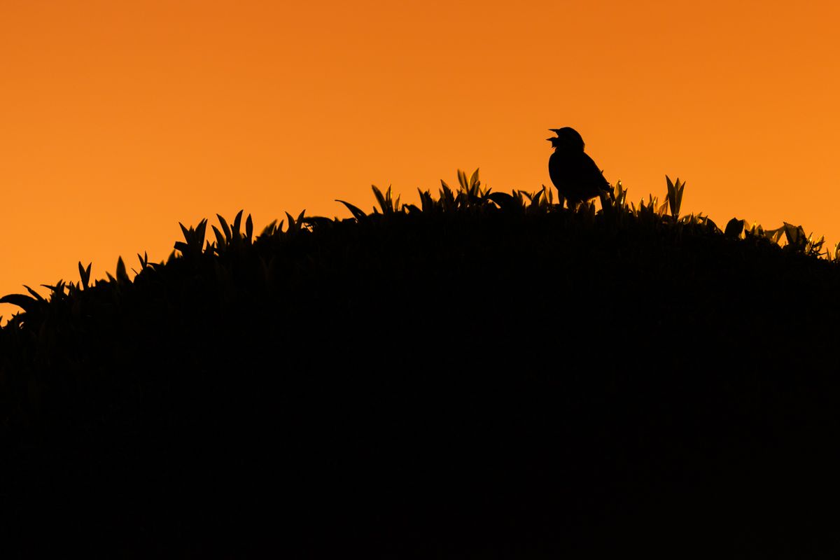 Gallery of songbirds, photographed by nature photographer Nicolas Stettler.