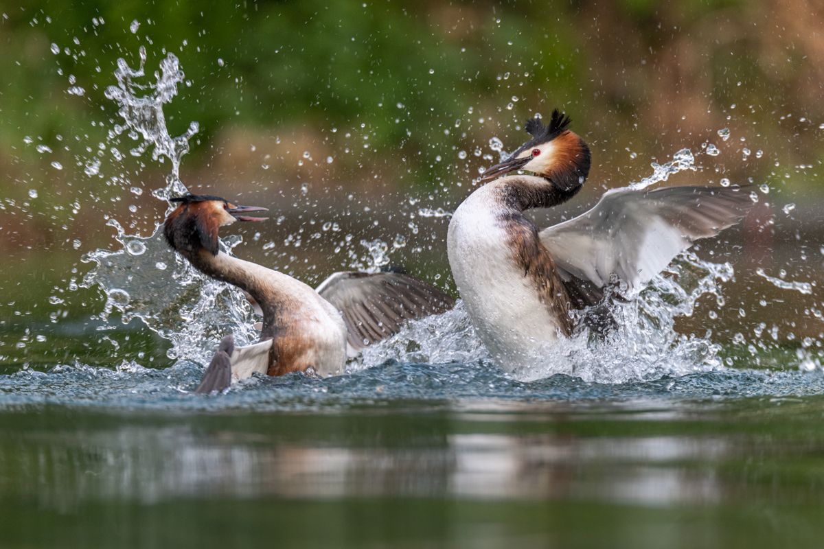 Gallery of water birds images of nature photographer Nicolas Stettler.