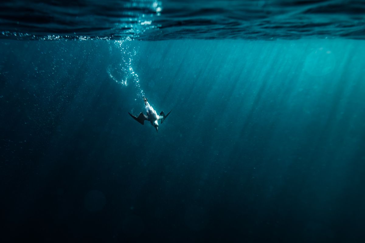 Gallery of fish, photographed by nature photographer Nicolas Stettler.