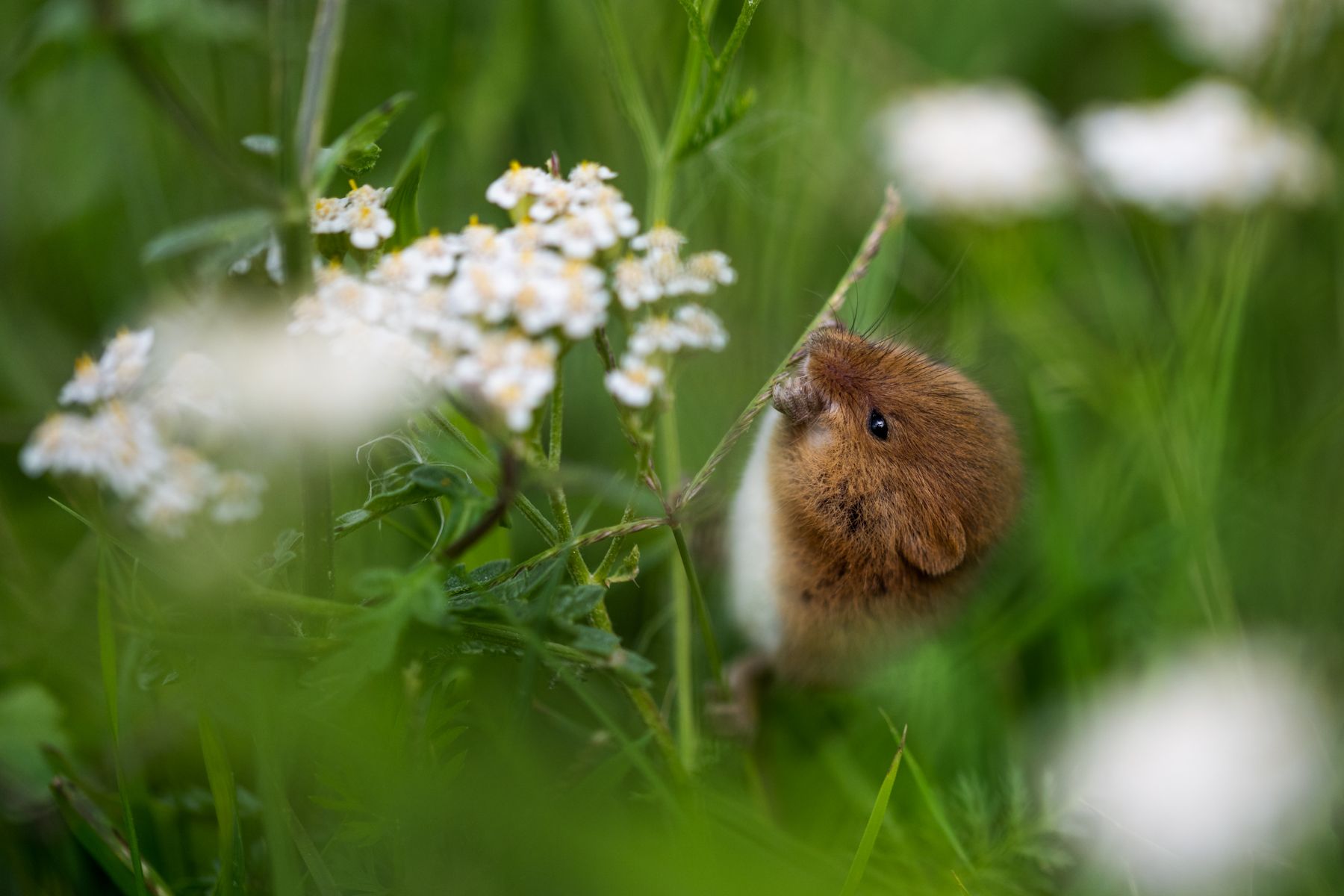 Zwergmaus im Blumenmeer.